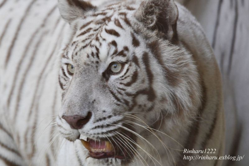 2023.7.16 宇都宮動物園☆ホワイトタイガーのシラナミ姫のお誕生日会【White tiger】_f0250322_17333455.jpg