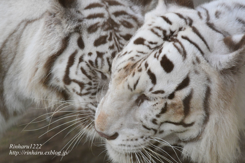 2023.7.16 宇都宮動物園☆ホワイトタイガーのシラナミ姫のお誕生日会【White tiger】_f0250322_17333992.jpg