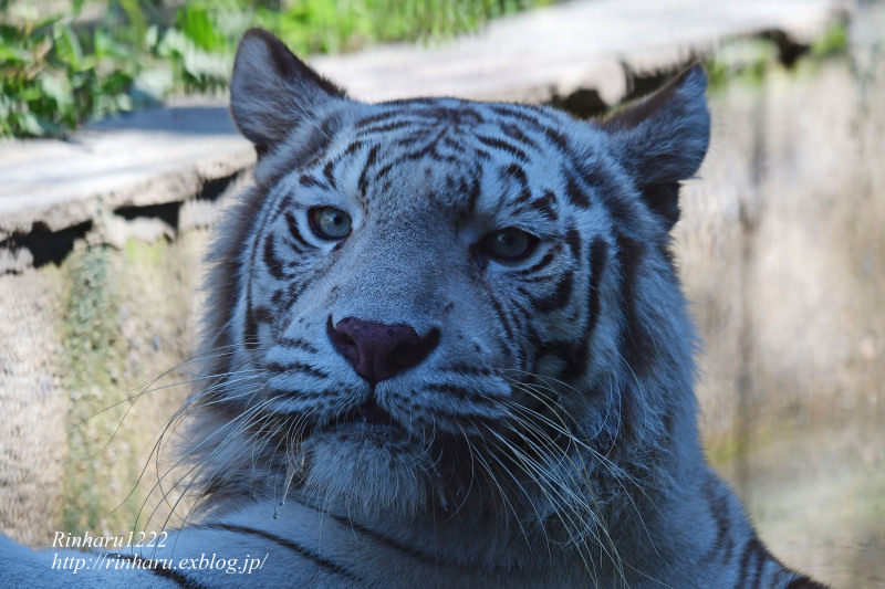 2023.7.16 宇都宮動物園☆ホワイトタイガーのシラナミ姫のお誕生日会【White tiger】_f0250322_17334630.jpg