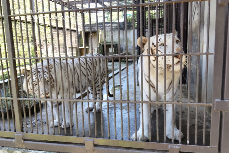 2023.7.16 宇都宮動物園☆ホワイトタイガーのシラナミ姫のお誕生日会【White tiger】_f0250322_17335248.jpg