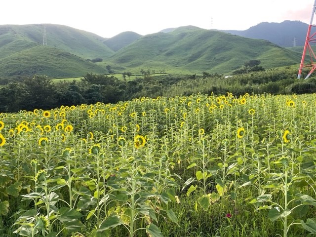 西原村夏の朝のひまわり畑_d0009738_14173935.jpg