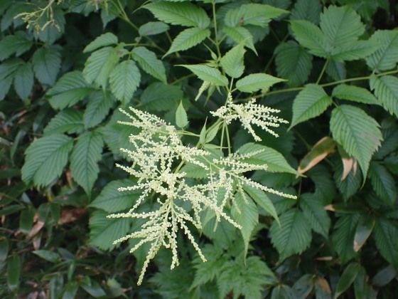 月山の花チェック　綱渡りだった7/17_f0118332_22573166.jpg