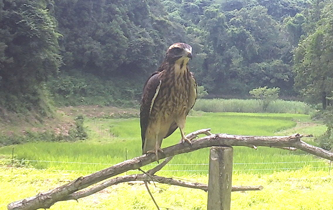 【里山再生の現場から】　サシバの巣立ち雛_f0344405_15442772.jpg