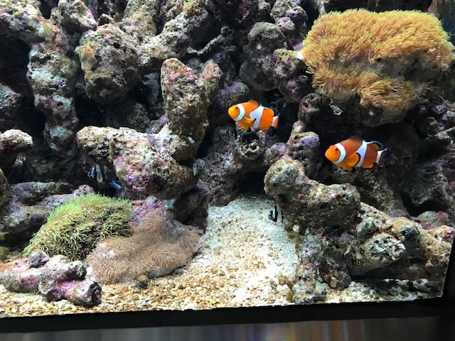 みなとやま水族館へ行ってきました&#128033;&#128031;&#128032;&#128166;_d0346558_18541199.jpg