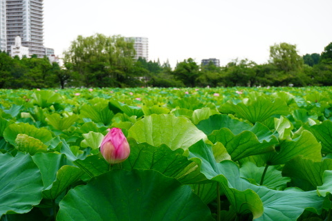 上野不忍池の蓮_a0048445_12491024.jpg