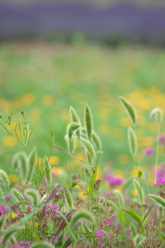 青い花たちとネコジャラシ_b0044477_22341396.jpg