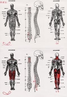 施術前・施術中に「前屈・後屈」などの検査が多い施術家・治療家は信用してはいけない！_f0081919_15022146.jpg