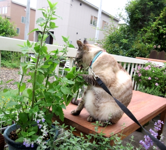 庭の花たち＆ケン_d0009101_11382681.jpg