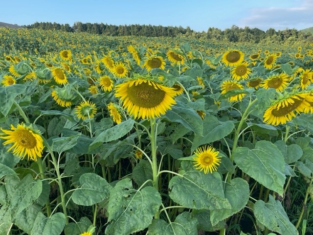 阿蘇西原村萌の里の７月29日のひまわり畑_d0009738_09090420.jpg