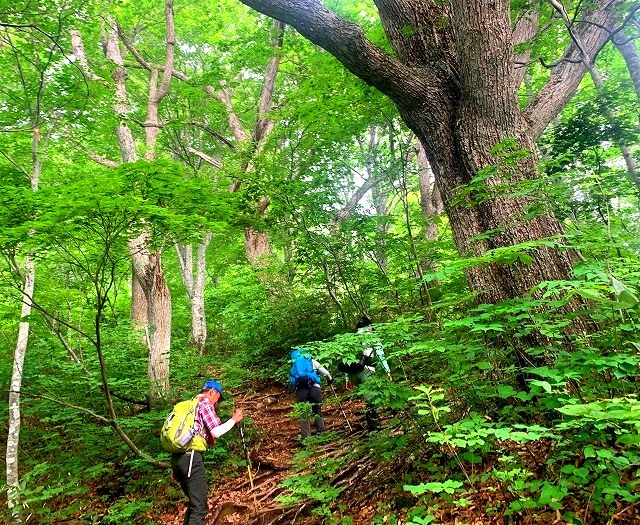 ＜2023年6月下旬＞「檜枝岐温泉」～残雪・池塘の「会津駒・中門岳」登山　_c0119160_16520970.jpg