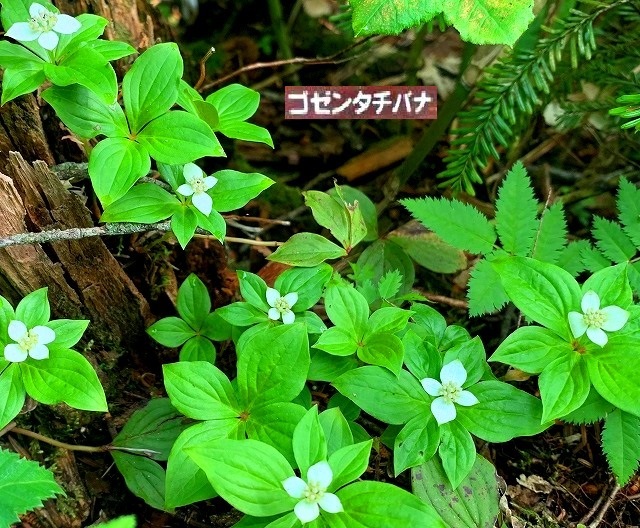 ＜2023年6月下旬＞「檜枝岐温泉」～残雪・池塘の「会津駒・中門岳」登山　_c0119160_17203370.jpg