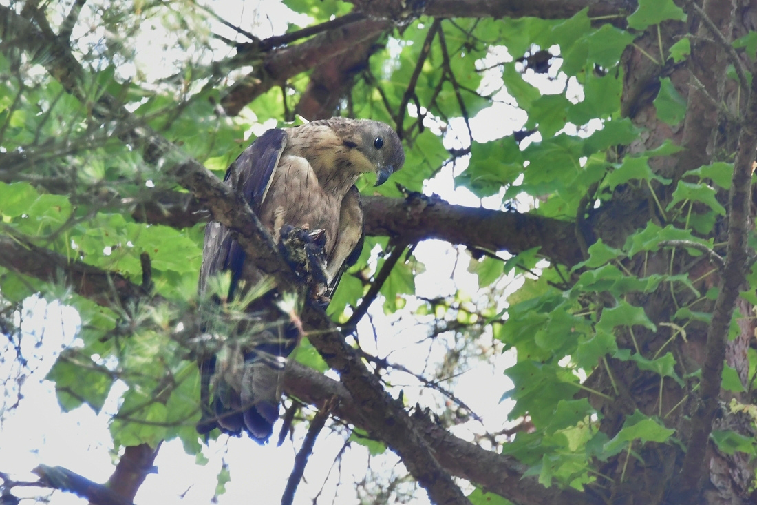 蜂の巣は無かったの？.....ハチクマ : 新 鳥さんと遊ぼう