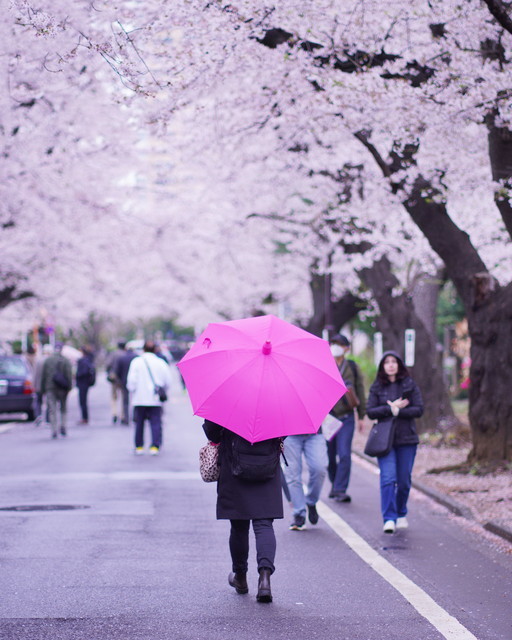 上野の桜と谷中の桜_b0145398_21102548.jpg