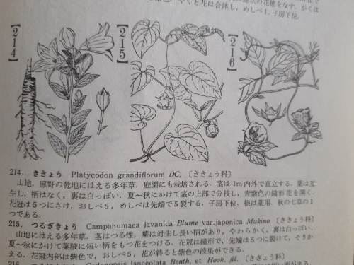 牧野富太郎の植物図鑑_b0245877_11340479.jpg