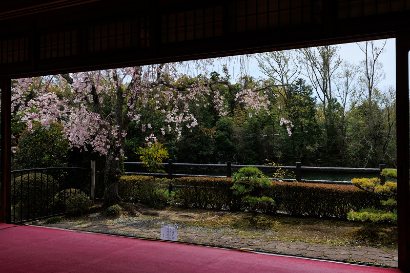 2023桜咲く京都　正法寺の桜たち_f0155048_23521635.jpg