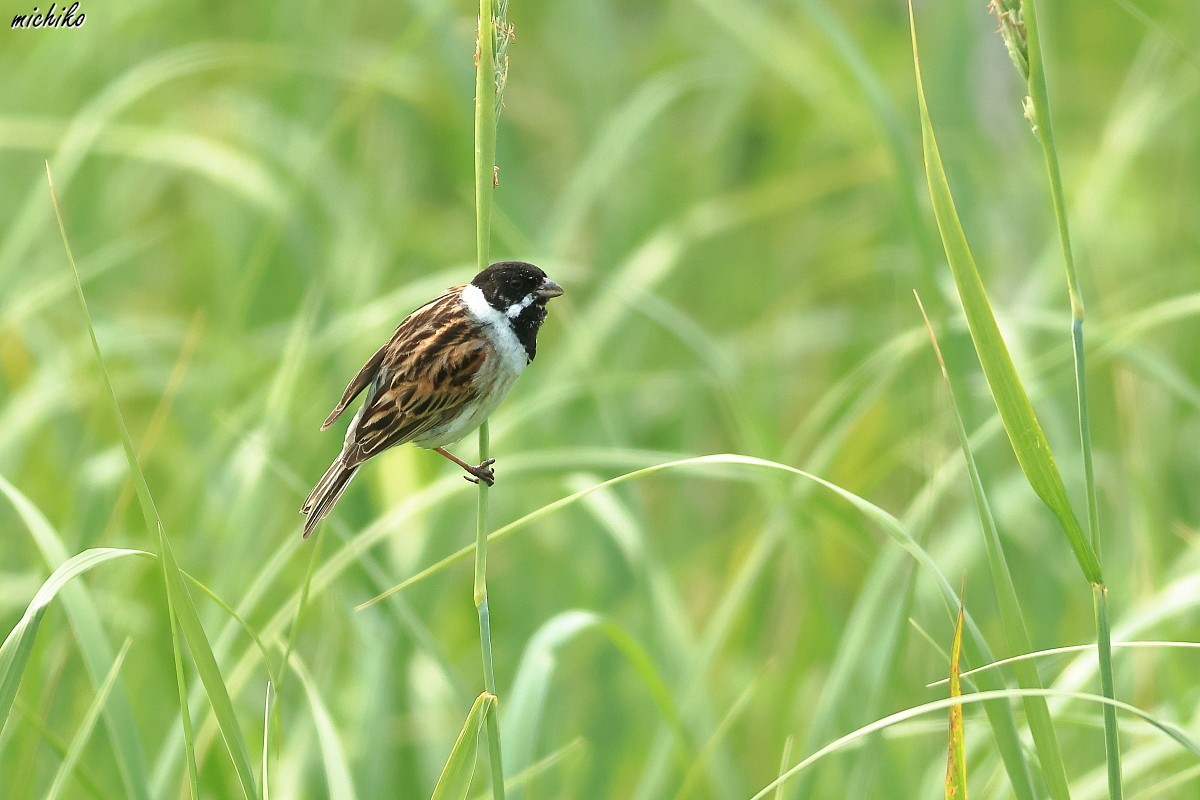 綺麗な夏羽のオオジュリン_d0352095_17292596.jpg