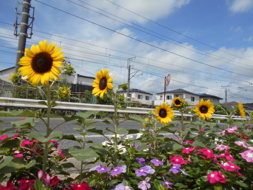 夏のお祭り_a0318189_02050145.jpg