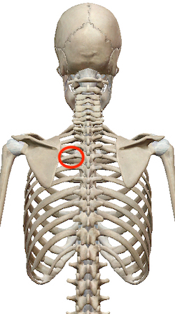 固まった肩甲骨を動かす方法 〜ある日の施術より〜_e0073240_07522261.jpg