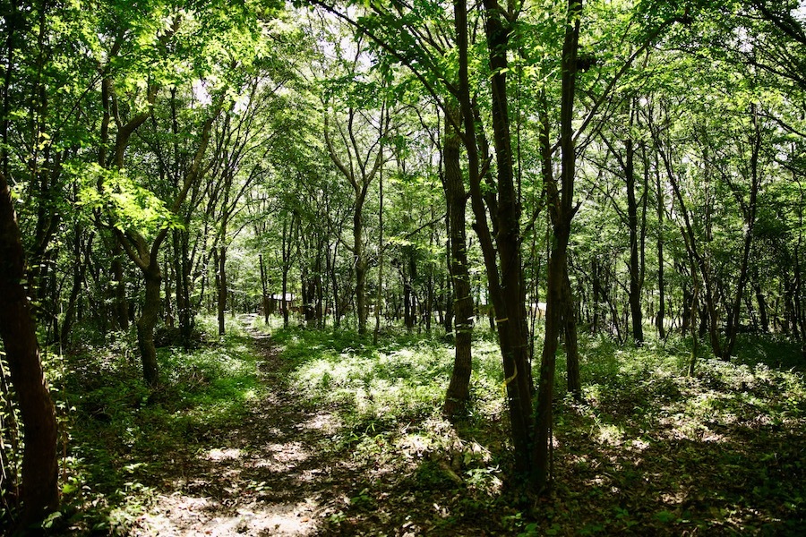 湯布院の森に〝二拠点生活〟をスタートできる『いい土地』があります！_e0029115_09194259.jpeg