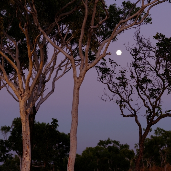だんだん月が大きく　　Wyndam  Western Australia　　6月3日_f0050534_07074013.jpg