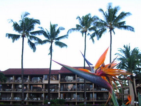 ハワイのラハイナ、いつかまた。_b0141773_23234497.jpg