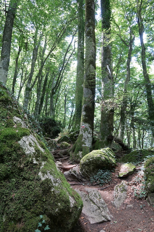 緑優しいラヴェルナの森に秋の足音_f0234936_02364881.jpg