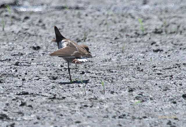 「では水生公園で」_e0361216_16134407.jpg