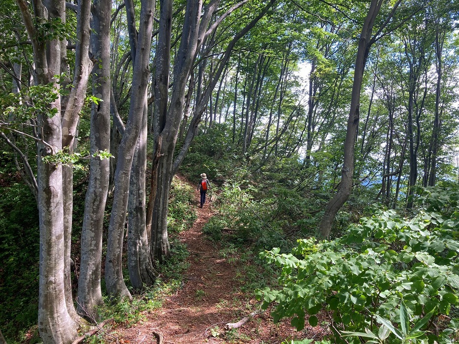 山LOG 2023　その26／長岡東山トレイル／萱峠・長工新道・鋸山～稜線を行く_e0031346_18355838.jpg