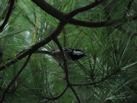 カモ類を見に行くとまさかのサンコウチョウ_d0400342_19074302.jpg