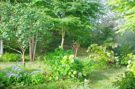 初秋の庭（シュウメイギク、ノコンギクの開花）_c0110869_12571554.jpg
