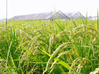 無農薬で育てた『雑穀米』『発芽玄米』大好評販売中！令和5年のお米は花が終わり頭を垂れ始めています！_a0254656_17315401.jpg