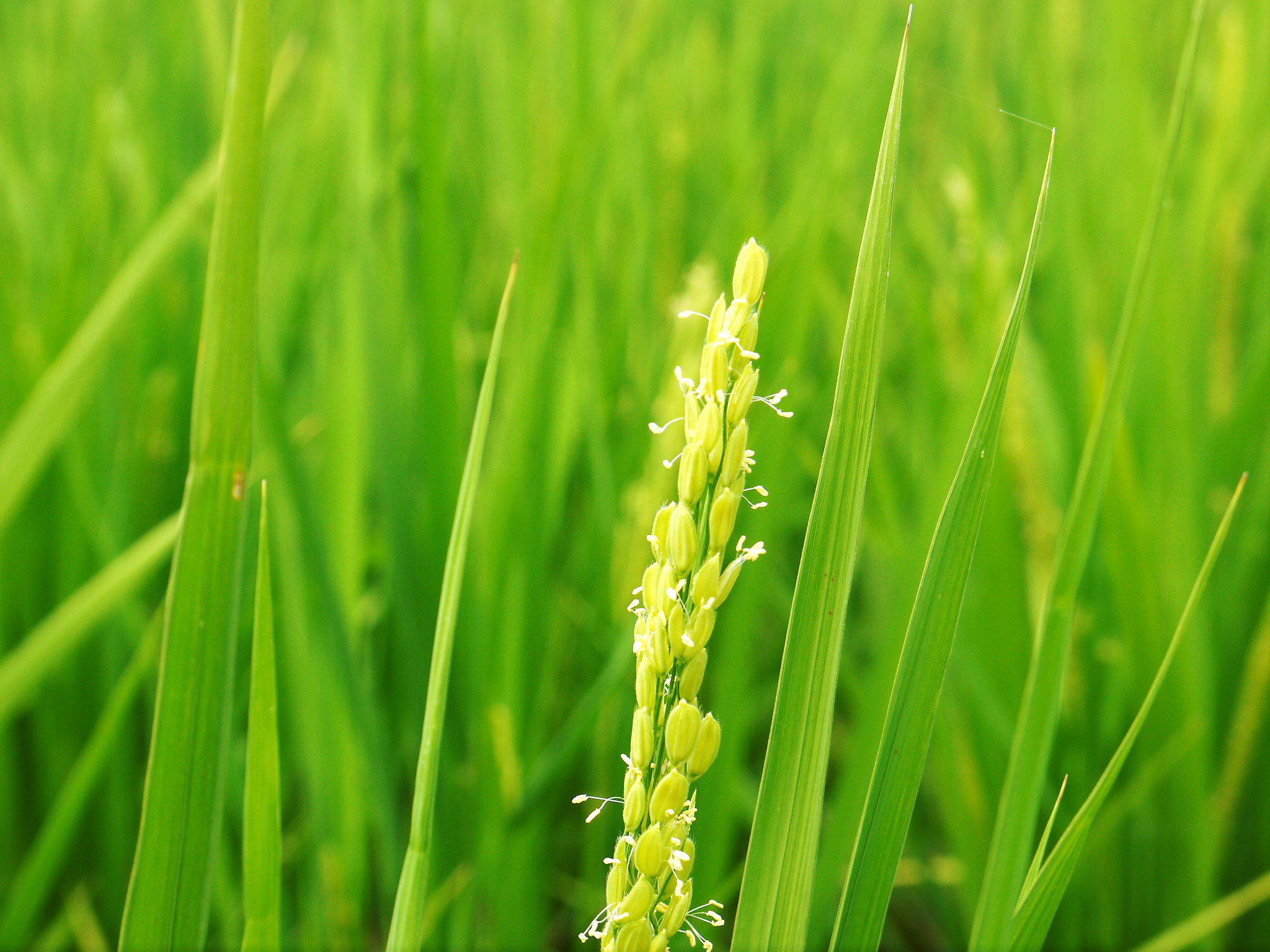 無農薬で育てた『雑穀米』『発芽玄米』大好評販売中！令和5年のお米は花が終わり頭を垂れ始めています！_a0254656_17345179.jpg
