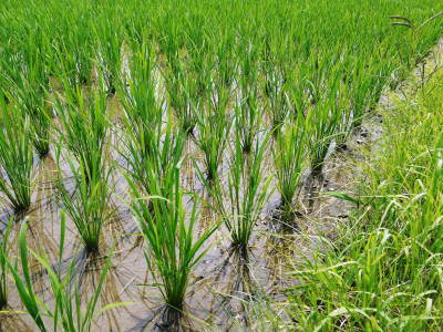 無農薬で育てた『雑穀米』『発芽玄米』大好評販売中！令和5年のお米は花が終わり頭を垂れ始めています！_a0254656_17394193.jpg