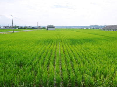 無農薬で育てた『雑穀米』『発芽玄米』大好評販売中！令和5年のお米は花が終わり頭を垂れ始めています！_a0254656_17455472.jpg