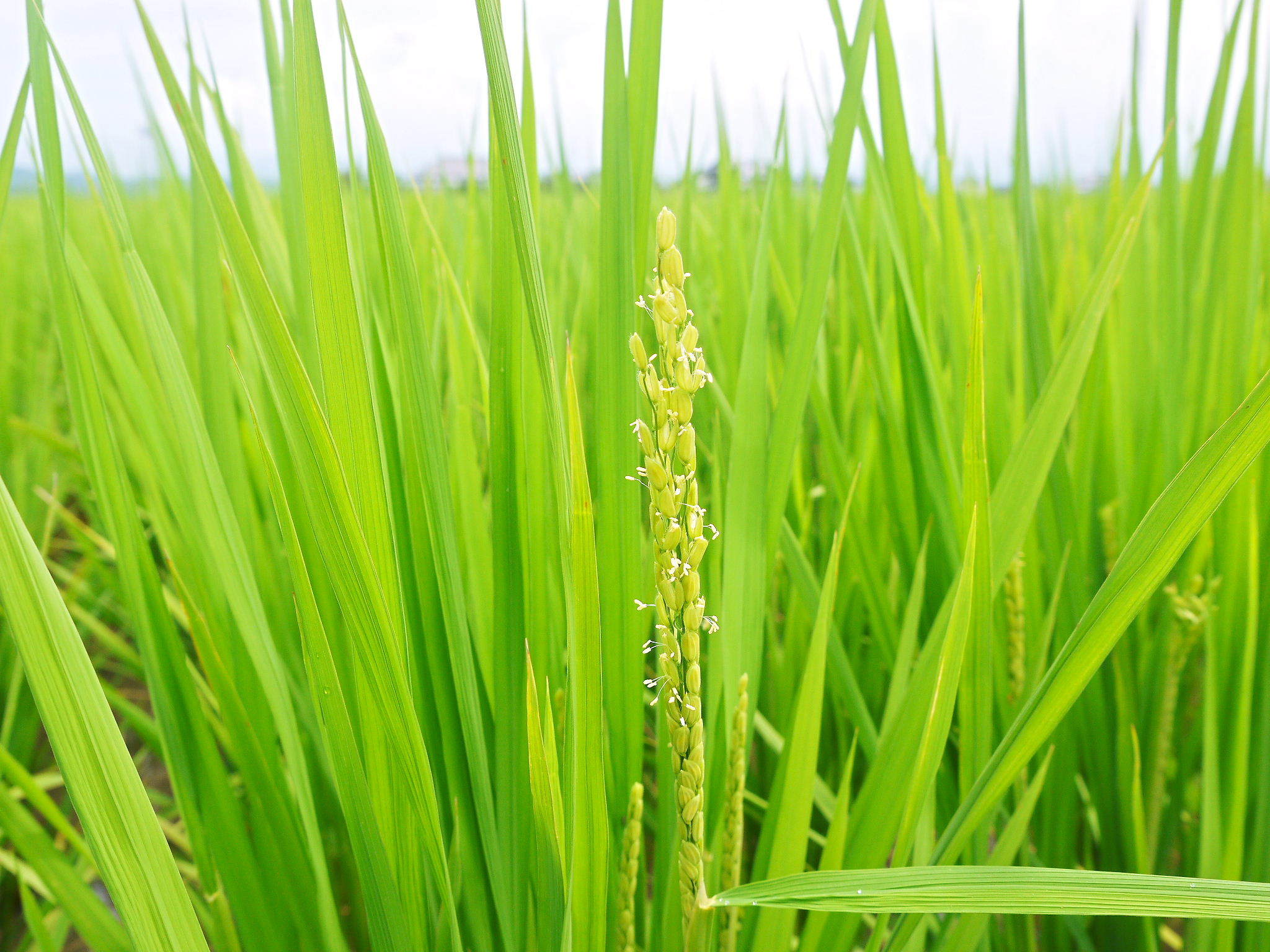 無農薬で育てた『雑穀米』『発芽玄米』大好評販売中！令和5年のお米は花が終わり頭を垂れ始めています！_a0254656_17501271.jpg