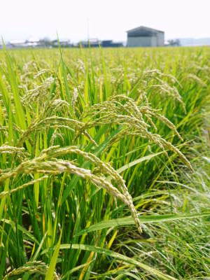 無農薬で育てた『雑穀米』『発芽玄米』大好評販売中！令和5年のお米は花が終わり頭を垂れ始めています！_a0254656_17522684.jpg