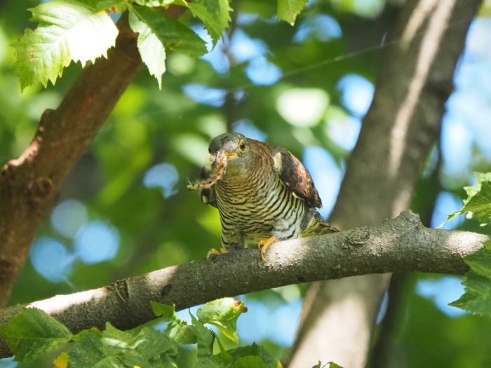 9月の鳥見(;´Д｀)_f0124451_20260071.jpg