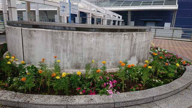 名古屋港水族館前花壇の植栽R5.9.11_d0338682_10291008.jpg