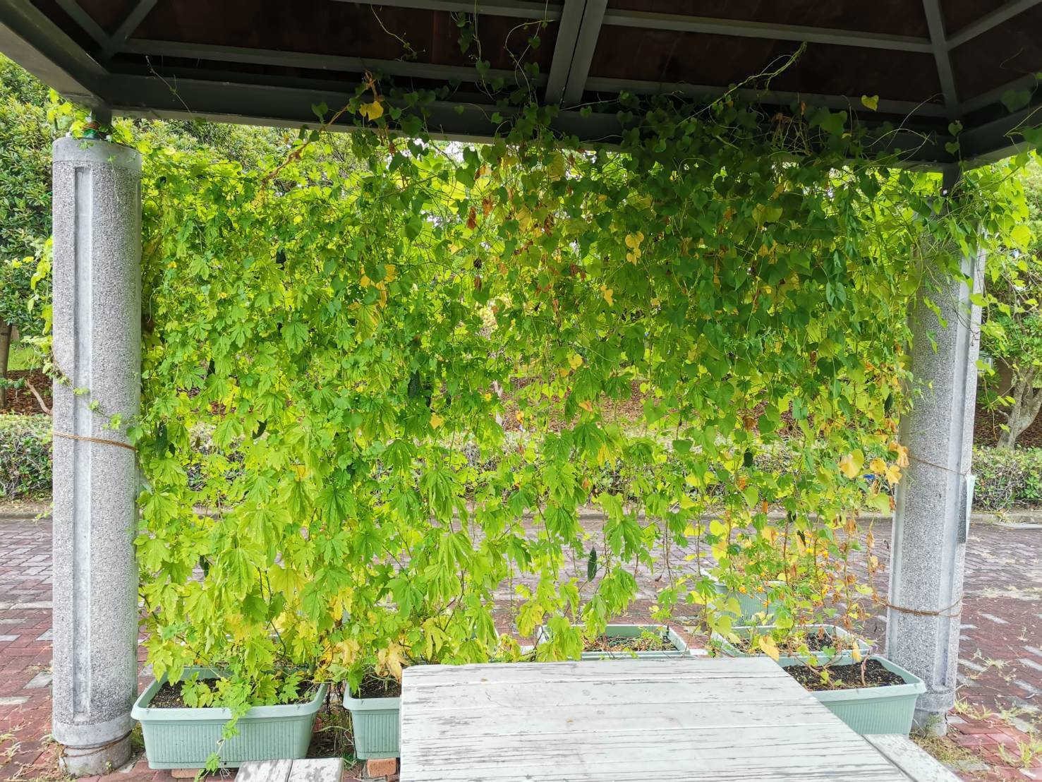 緑のカーテン（ゴーヤ・アサガオ）栽培実験R5.9.7_d0338682_11171415.jpg