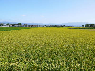 長尾農園さん美しすぎる田んぼで育てた『七城米』は残りわずか！令和5年度も美しく順調に成長中！_a0254656_18392699.jpg