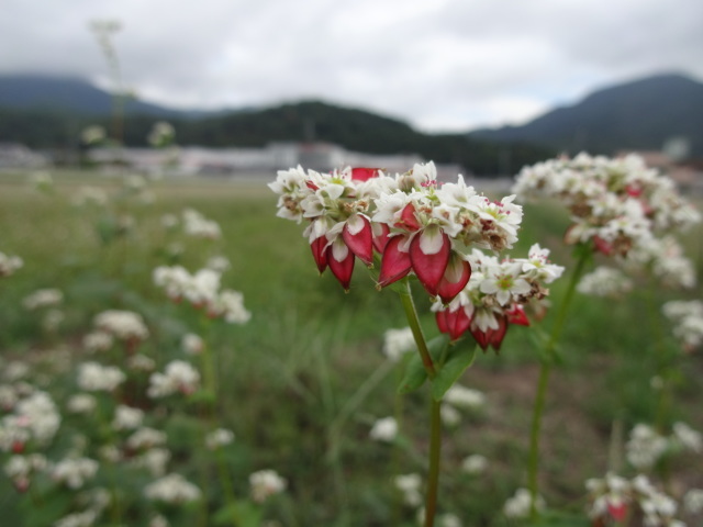 そばの花_c0104590_08550753.jpg