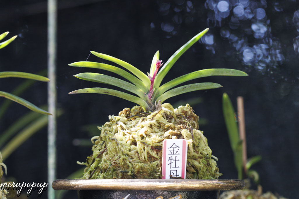 ぴょんこ•ぽんこさん専用富貴蘭 湖東錦 - 植物/観葉植物