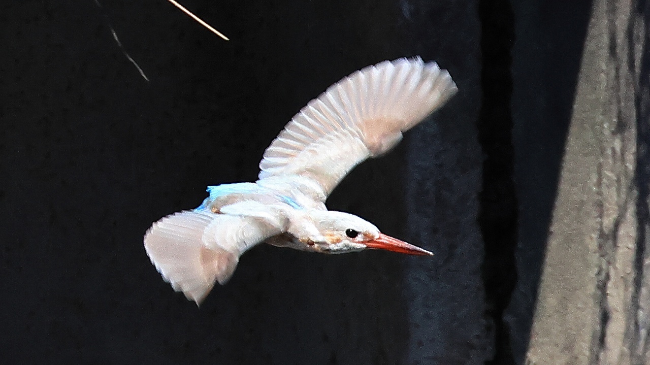 白いカワセミに逢って来ました！　Photos of \"white\" Common Kingfisher_f0105570_16564418.jpg