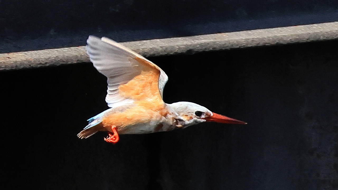 白いカワセミに逢って来ました！　Photos of \"white\" Common Kingfisher_f0105570_16565924.jpg