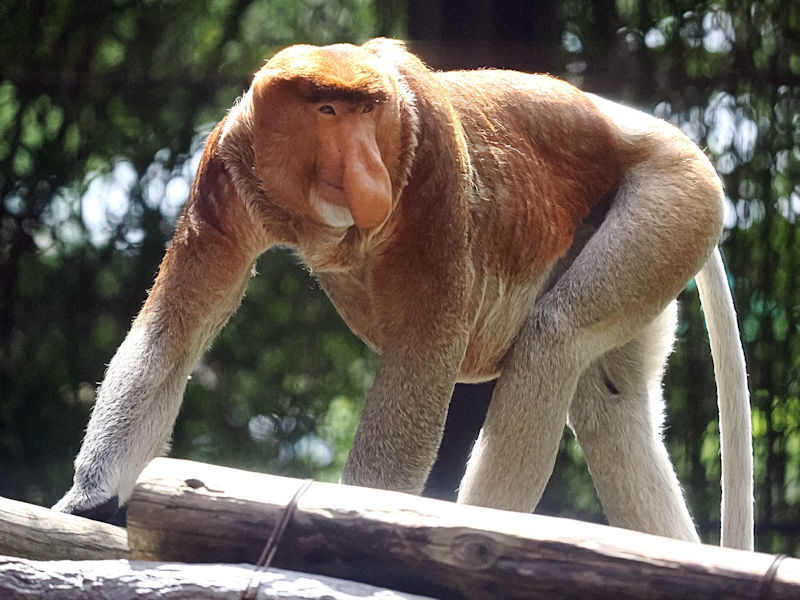 テングザルの大きな鼻 : 動物園放浪記