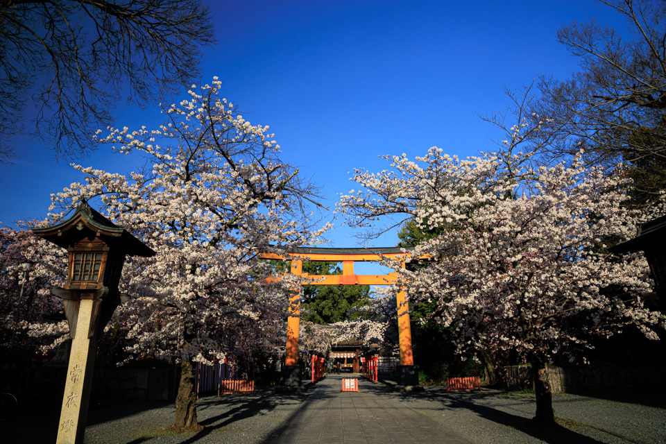 桜　2023！　　～平野神社～_b0128581_19055409.jpg