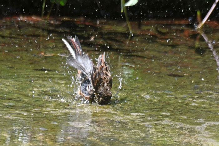 高原の鳥さん♪＜赤啄木鳥・蜂熊他＞_e0248688_19064945.jpg