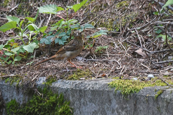 高原の鳥さん♪＜頬白・日雀＞_e0248688_18361913.jpg