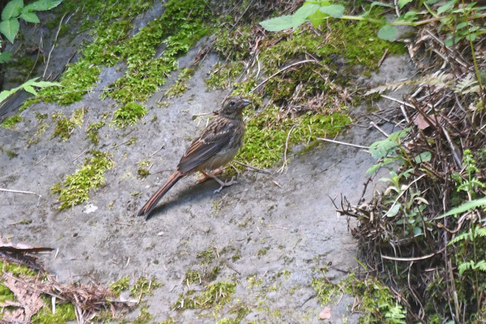 高原の鳥さん♪＜頬白・日雀＞_e0248688_18365591.jpg