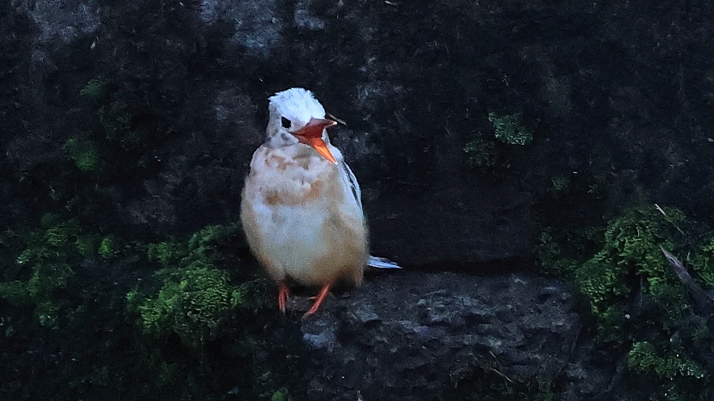 白いカワセミの大欠伸　Long yawn of the \"white\" Common Kingfisher_f0105570_16391697.jpg